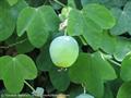 Passiflora gibertii